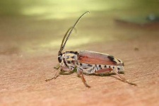 image of long_horned_beetle