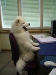 image of samoyed
