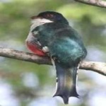 image of cuban_trogon #25