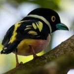 image of bird