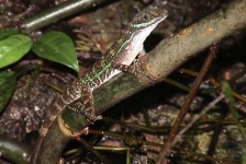 image of banded_gecko