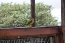 image of animal
