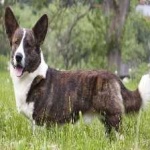 image of animal