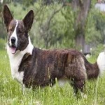 image of corgi #1