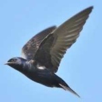 image of bird