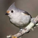 image of bird