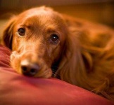 image of irish_setter #4