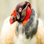 image of bird