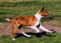 image of basenji