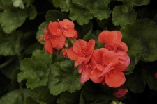 image of geranium #9