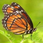 image of animal