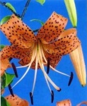 image of flower