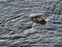 image of water_snake