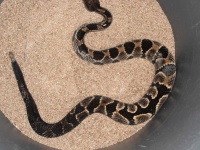 image of snake #13