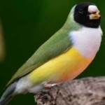 image of bird