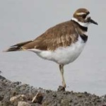image of bird