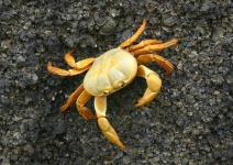 image of rock_crab