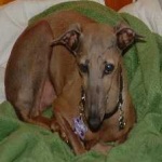image of animal