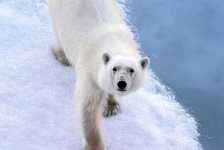 image of animal