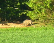 image of wild_boar