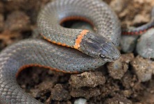 image of ringneck_snake #13