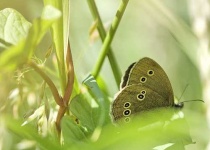image of ringlet