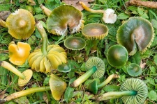 image of mushrooms
