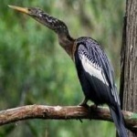 image of bird