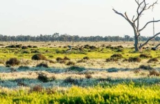 image of grassland