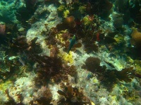 image of coral_reef #15