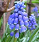 image of grape_hyacinth #25