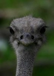 image of ostrich