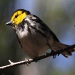 image of bird