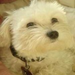 image of animal
