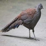 image of bird