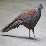 image of bornean_pheasant #0