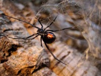 image of black_widow