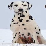 image of animal