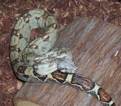 image of hognose_snake #0