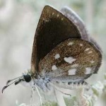 image of animal