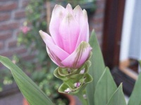 image of flower