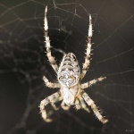image of garden_spider
