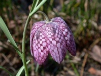 image of flower