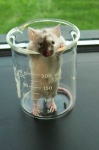 image of beaker