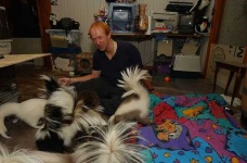 image of skunk