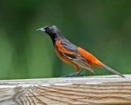 image of oriole