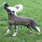 image of animal