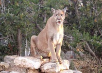 image of cougar
