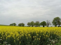 image of rapeseed