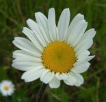 image of flower